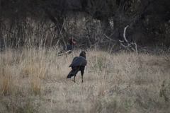 Bucorvus leadbeateri