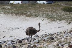 Struthio camelus