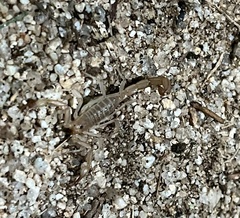 Vaejovidae