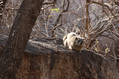 Procavia capensis capensis
