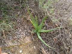 Bulbine latifolia