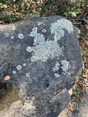 Flavoparmelia baltimorensis