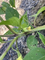 Physalis longifolia