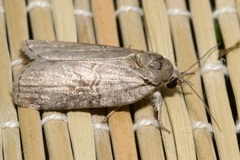 Nycteola asiatica