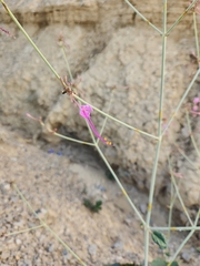 Anulocaulis leiosolenus