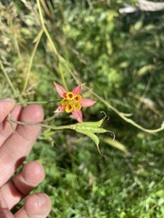 Aquilegia formosa