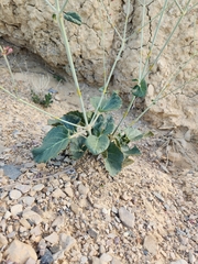 Anulocaulis leiosolenus