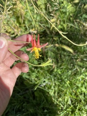 Aquilegia formosa