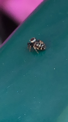 Paraphidippus aurantius