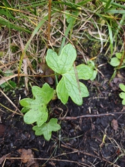 Petasites frigidus