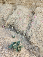 Anulocaulis leiosolenus