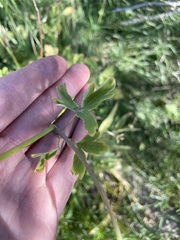 Aquilegia formosa
