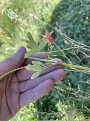 Aquilegia formosa