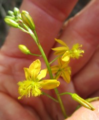 Bulbine latifolia