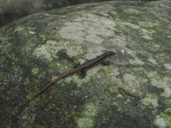 Sphenomorphus incognitus