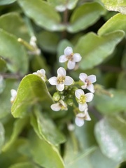 Nasturtium officinale
