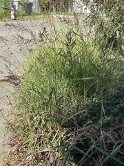 Echinochloa crus-galli