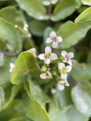 Nasturtium officinale