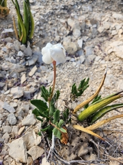 Mandevilla macrosiphon