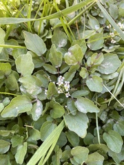 Nasturtium officinale