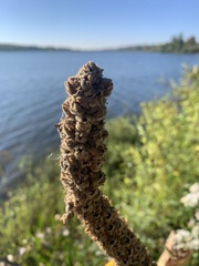 Verbascum