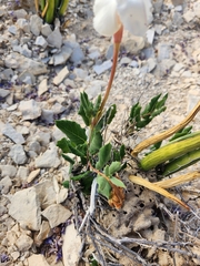 Mandevilla macrosiphon