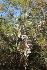 Acacia holosericea