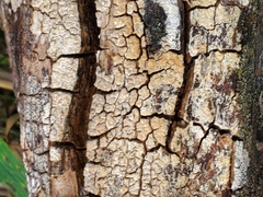 Xylobolus frustulatus