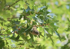 Leiothlypis crissalis