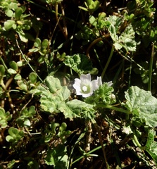 Malva