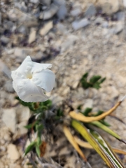 Mandevilla macrosiphon