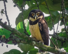 Pulsatrix perspicillata