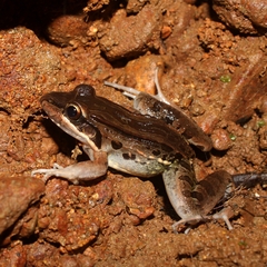 Leptodactylus