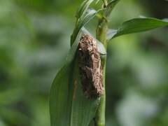 Spodoptera litura