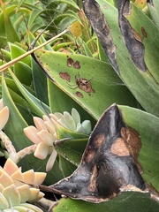 Steatoda nobilis