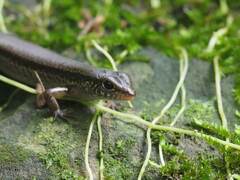 Sphenomorphus incognitus