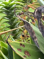 Steatoda nobilis