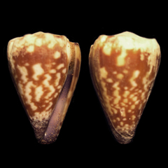 Image of Conus nux