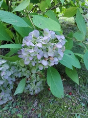 Hydrangea macrophylla