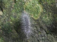 Chrysaeglia magnifica