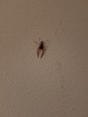 Trachelas tranquillus