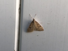 Udea profundalis