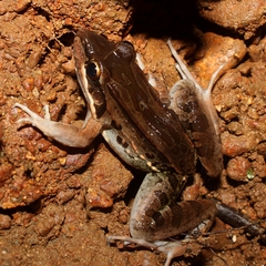 Leptodactylus
