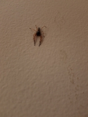 Trachelas tranquillus