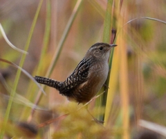 Cistothorus stellaris