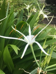 Hymenocallis speciosa