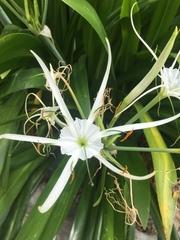 Hymenocallis speciosa