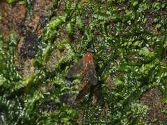 Chrysopilus ferruginosus