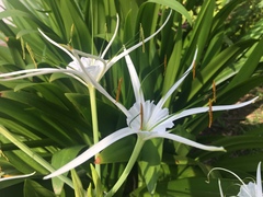 Hymenocallis speciosa