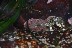 Lithothamnion phymatodeum